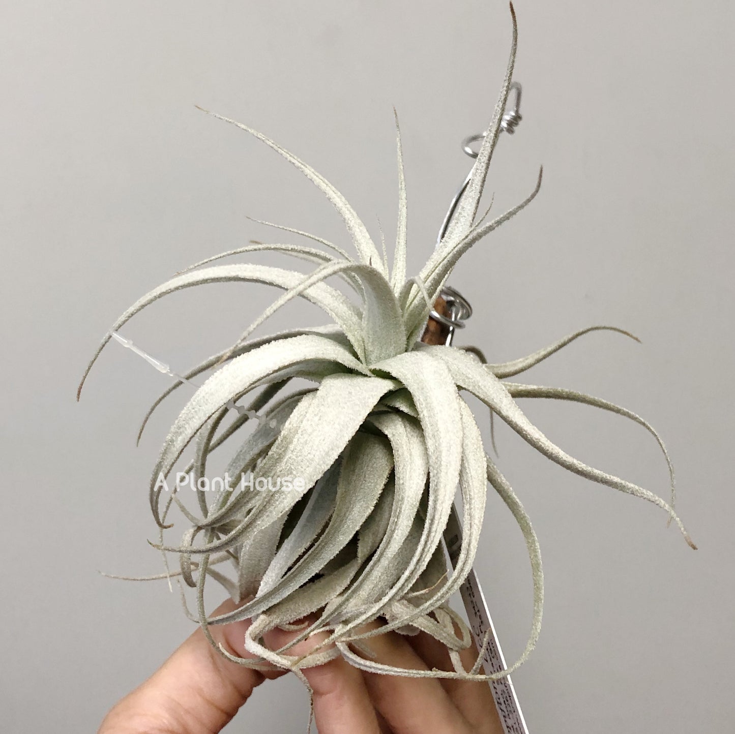 Tillandsia Gardneri v. Rupicola(Purple Form)