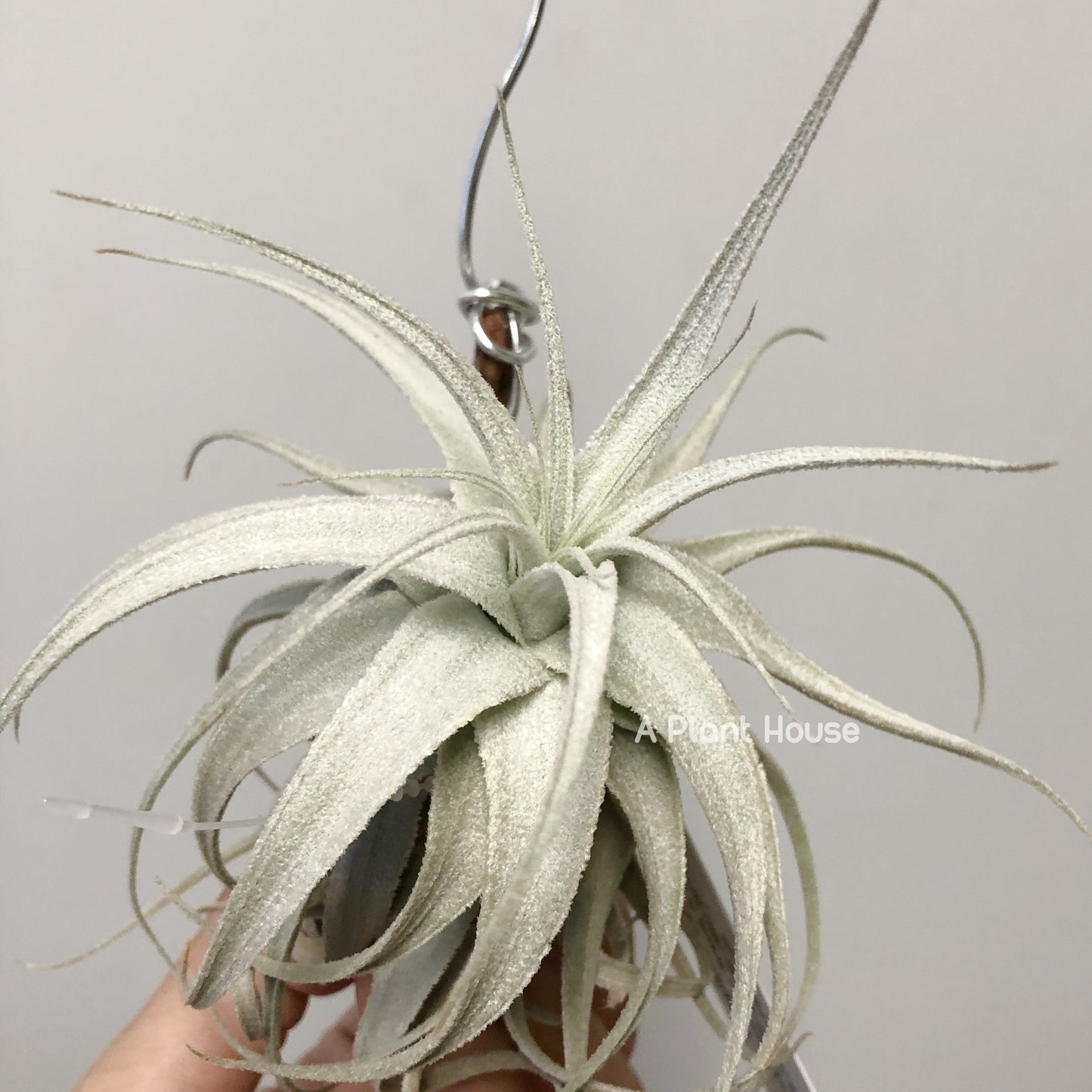 Tillandsia Gardneri v. Rupicola(Purple Form)