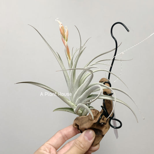 Tillandsia Minasgeraisensis