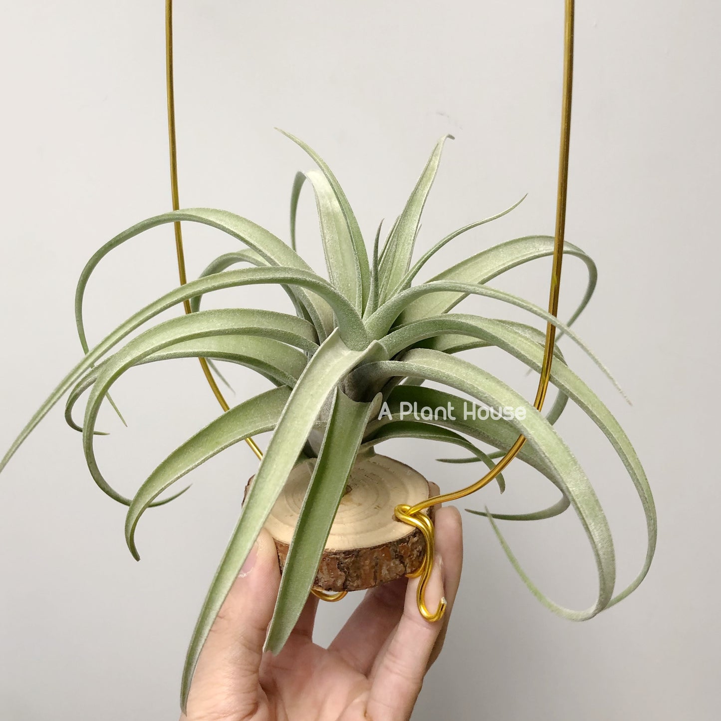 Tillandsia Guerreroensis x Novakii