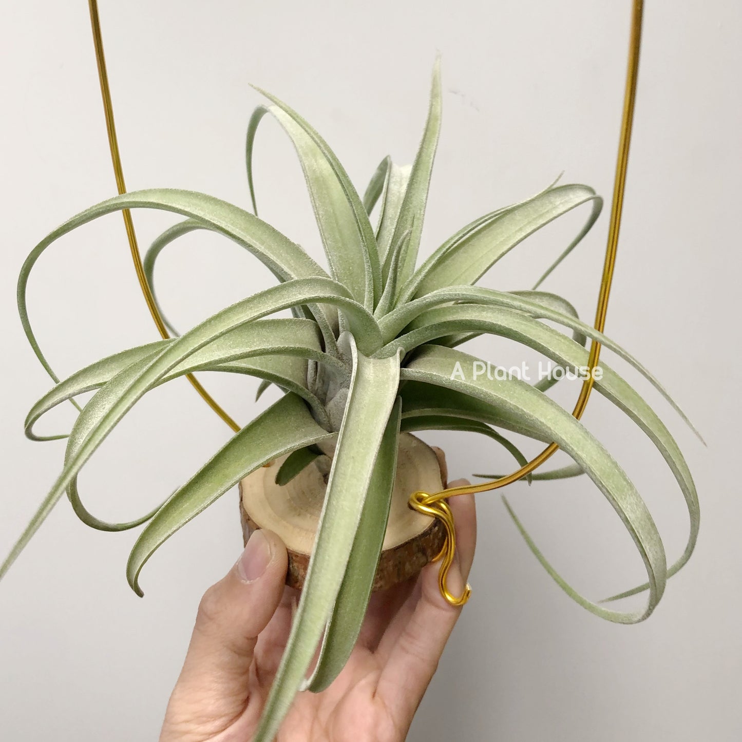 Tillandsia Guerreroensis x Novakii