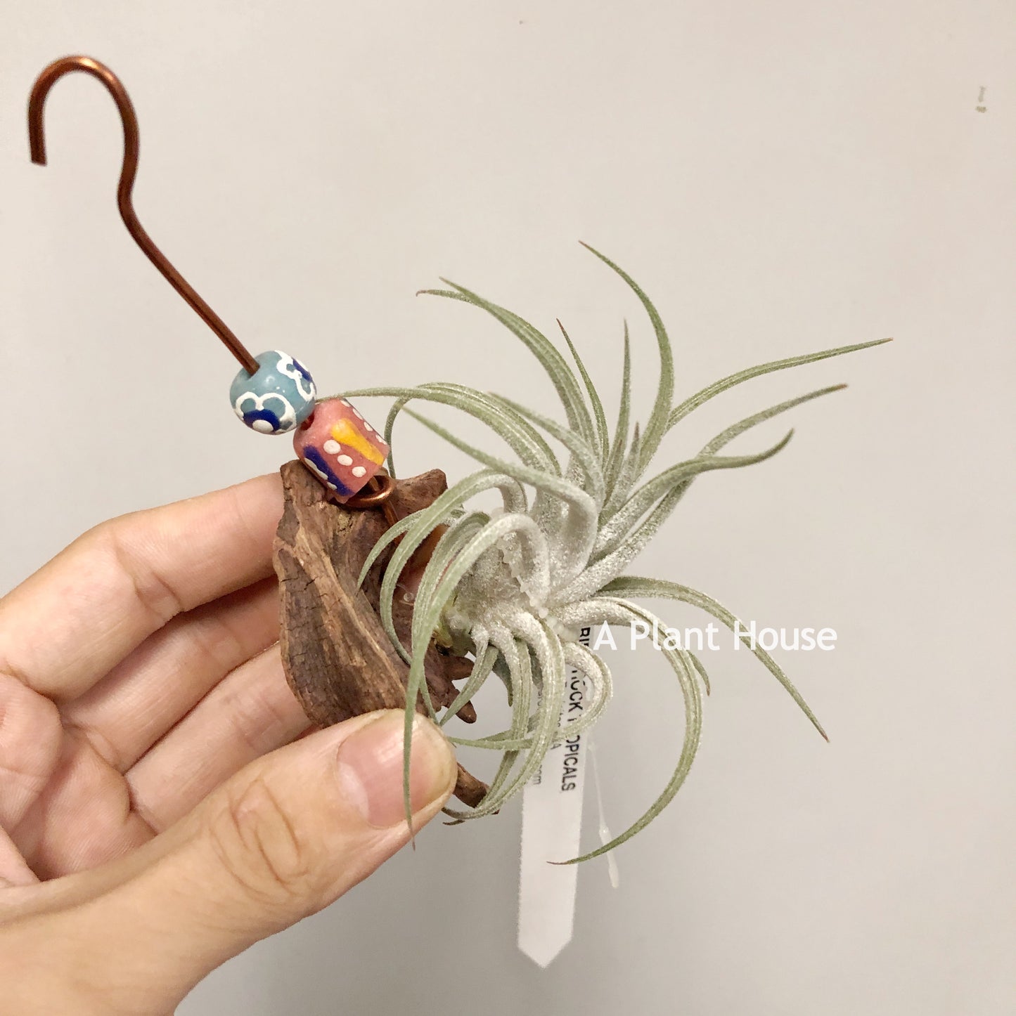 Tillandsia Mini Me