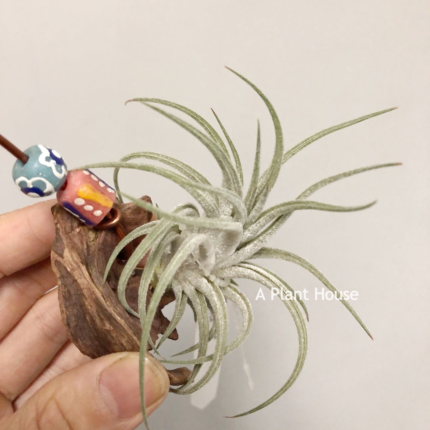 Tillandsia Mini Me