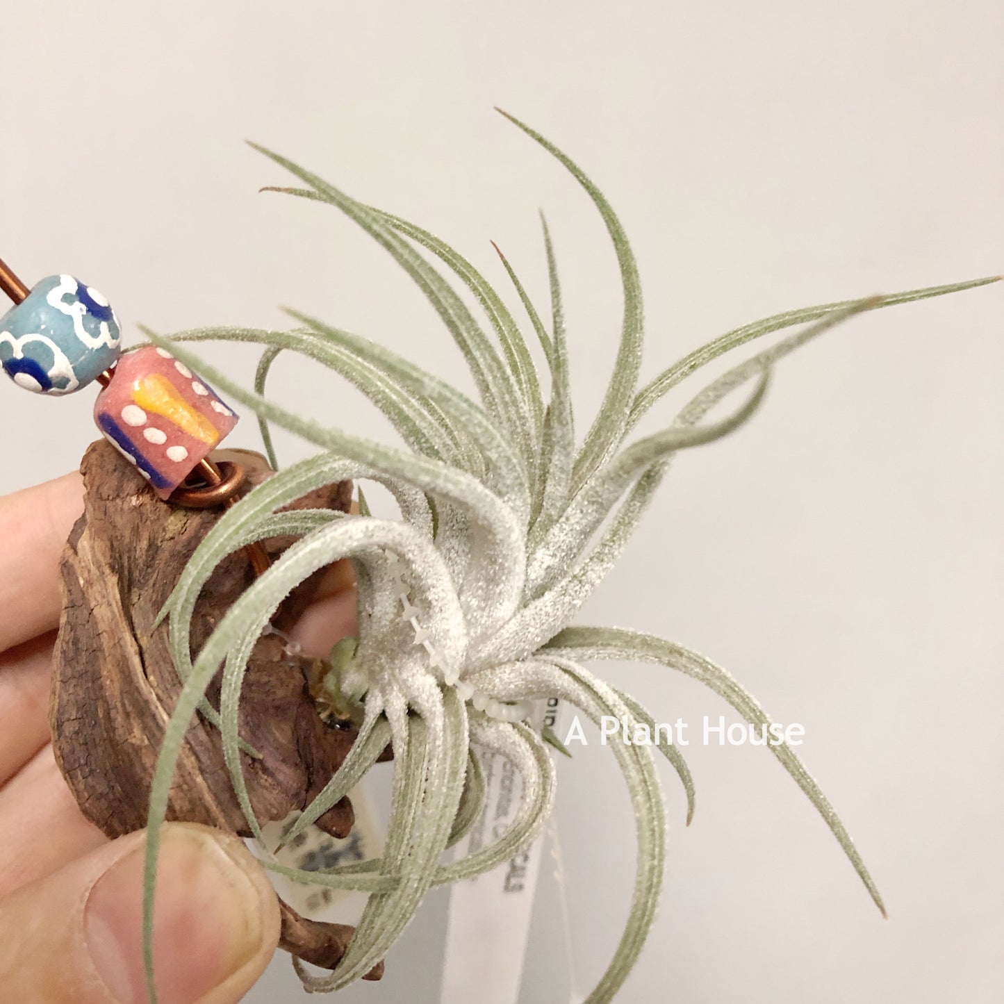 Tillandsia Mini Me