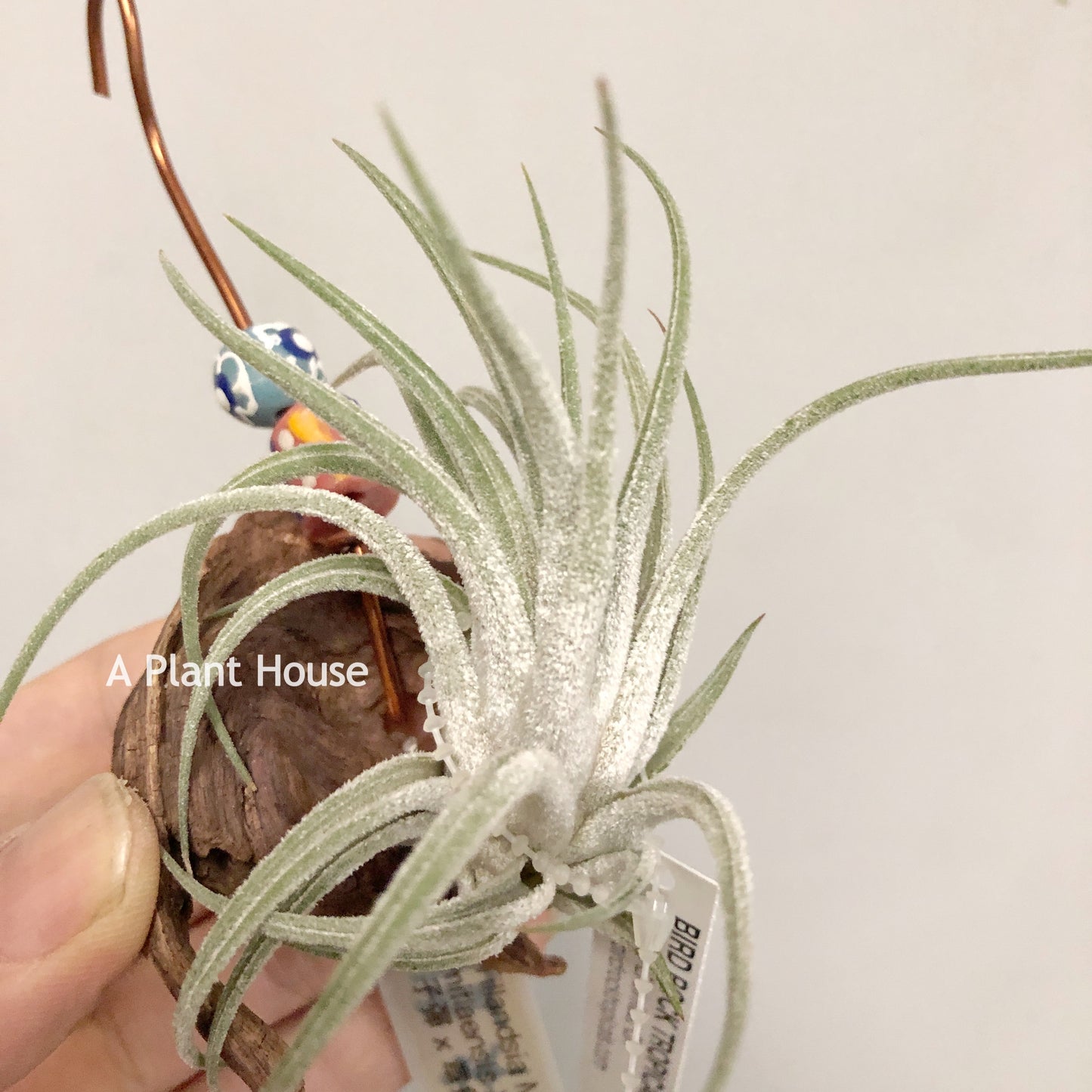 Tillandsia Mini Me