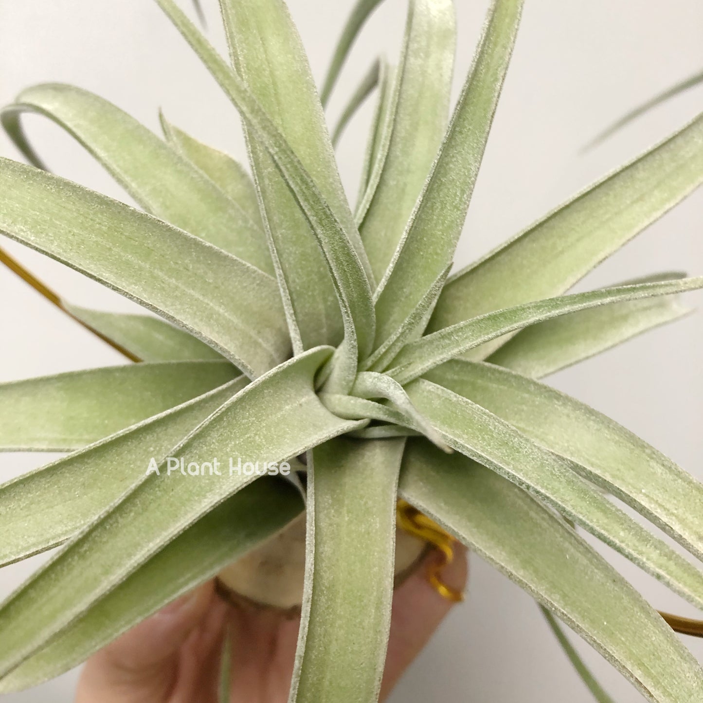 Tillandsia Guerreroensis x Novakii