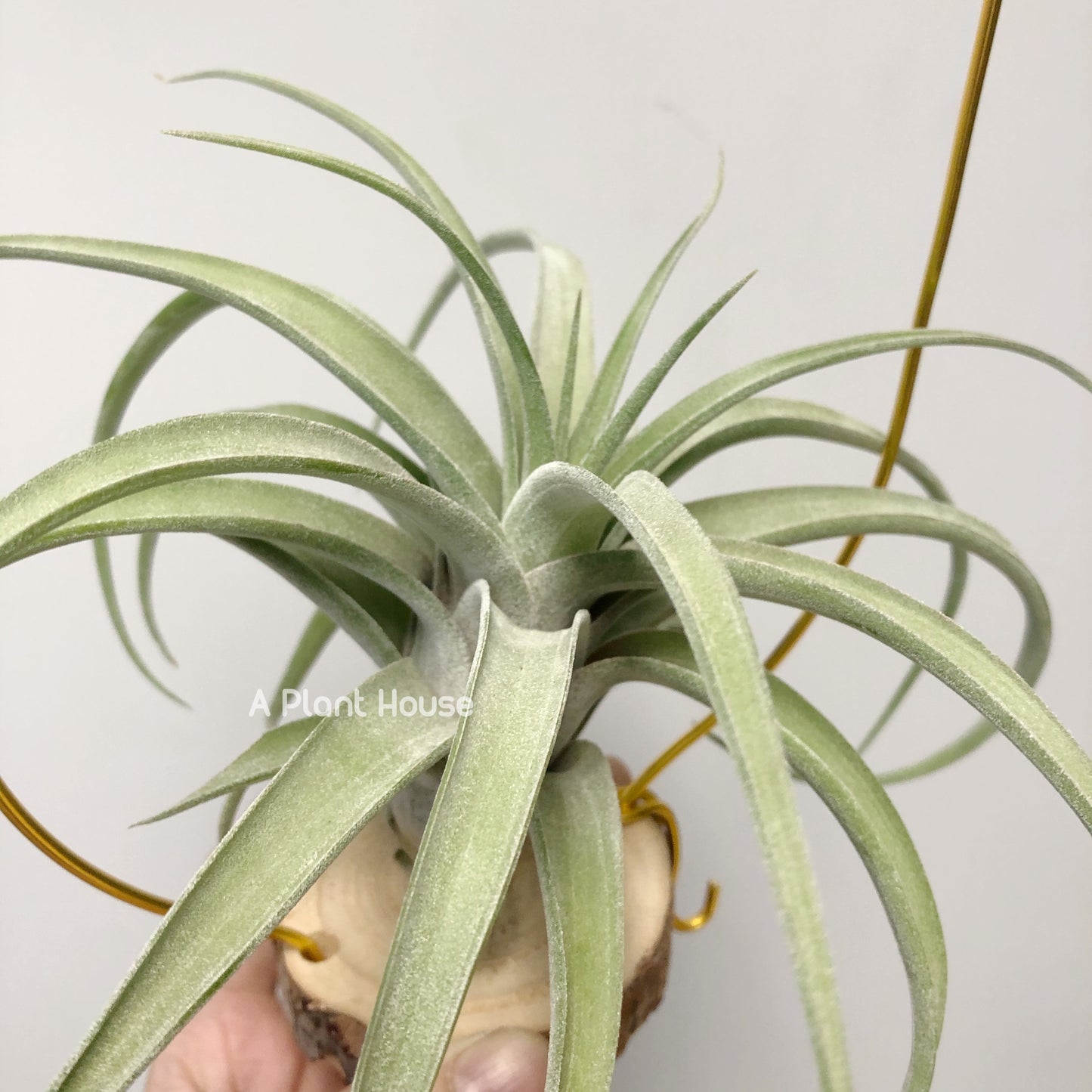 Tillandsia Guerreroensis x Novakii