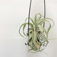 Tillandsia Streptophylla Mexico