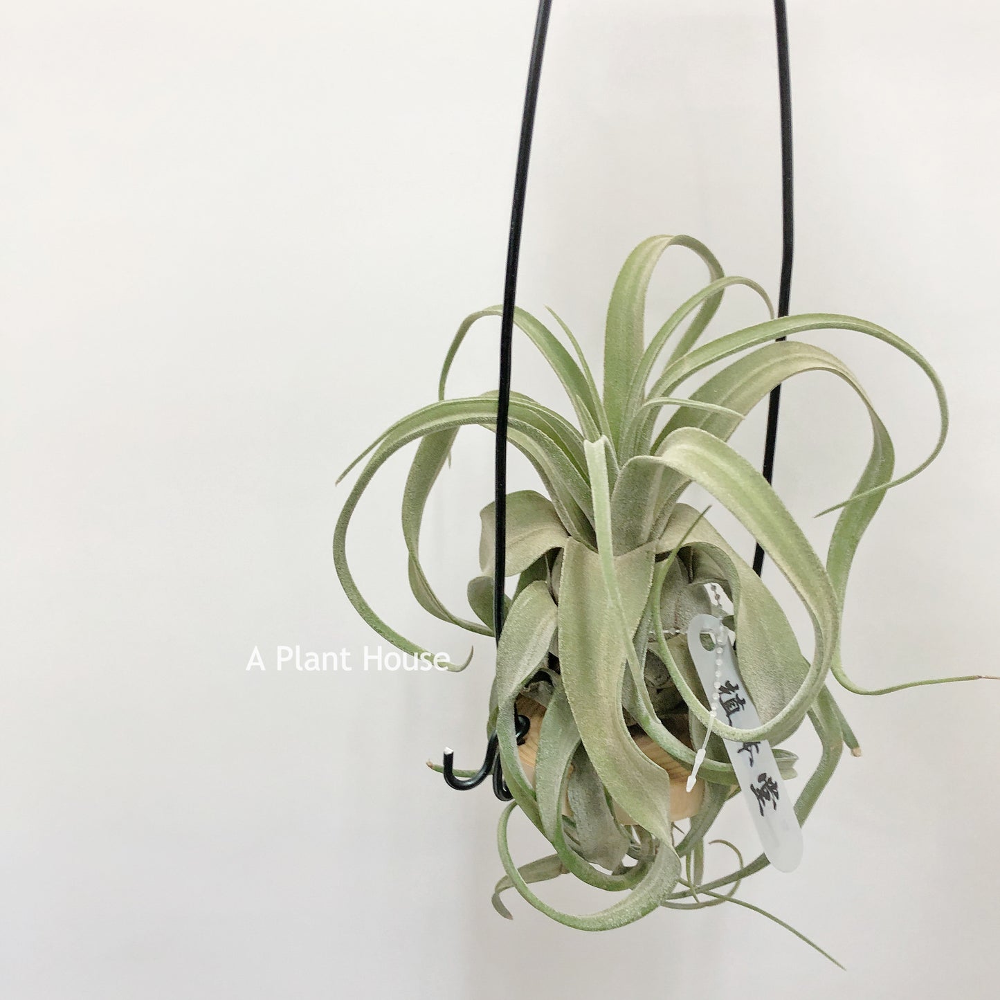 Tillandsia Streptophylla Mexico