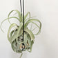 Tillandsia Streptophylla Mexico