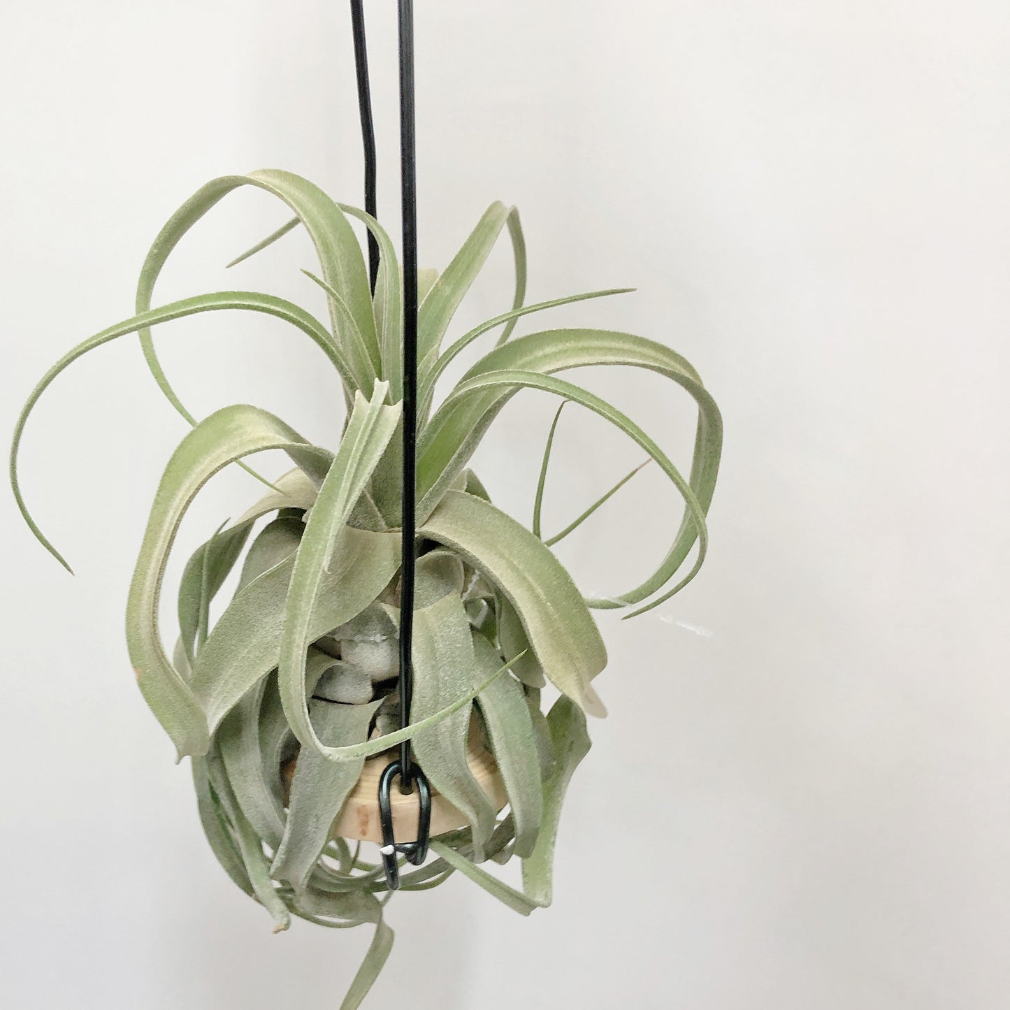 Tillandsia Streptophylla Mexico