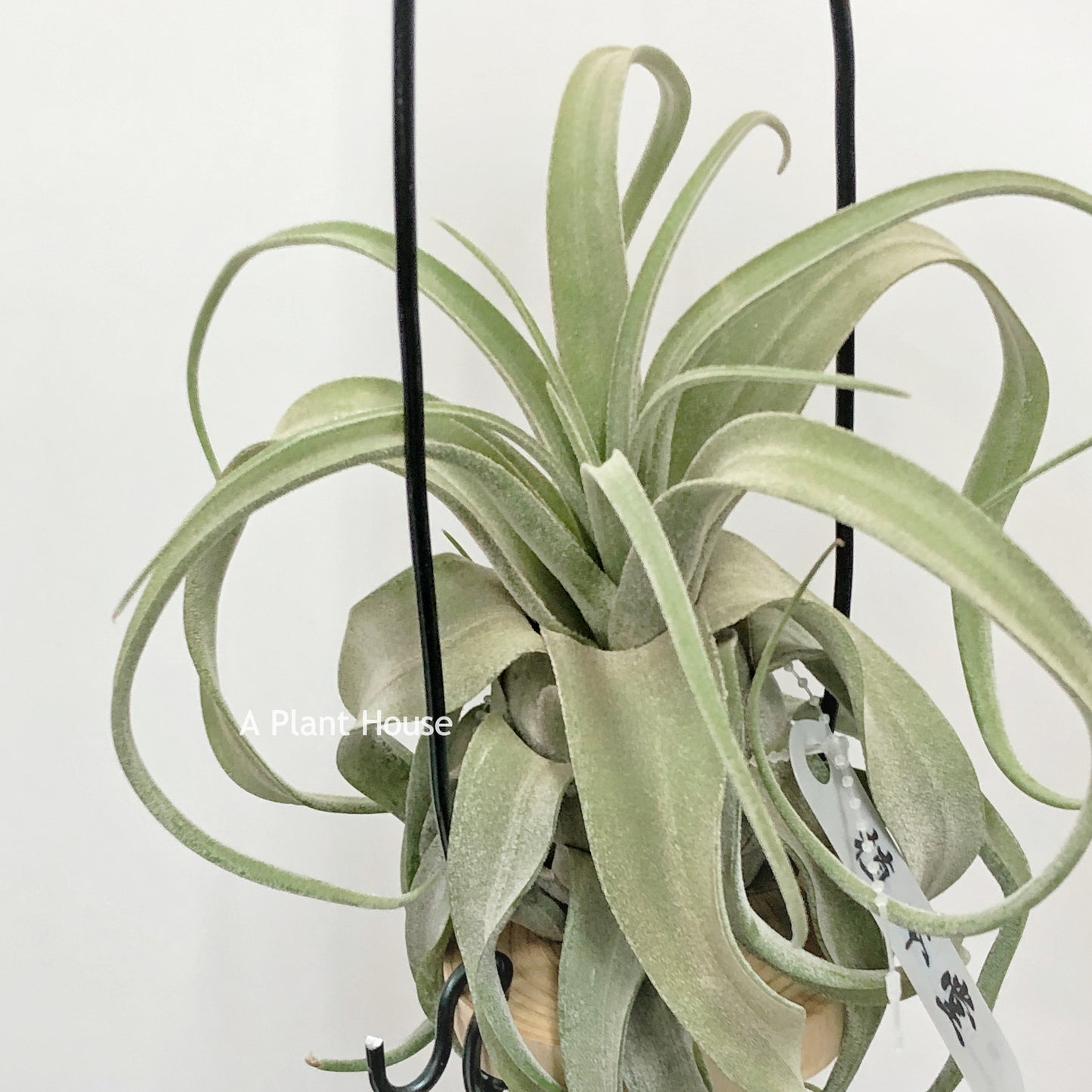 Tillandsia Streptophylla Mexico