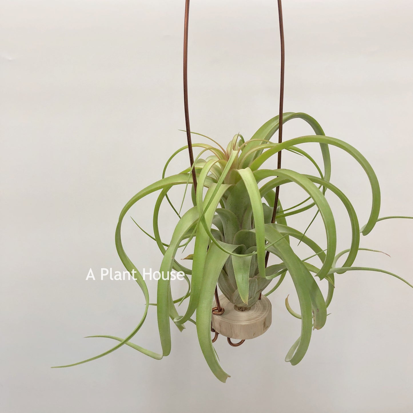 Tillandsia Bauple