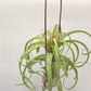 Tillandsia Bauple