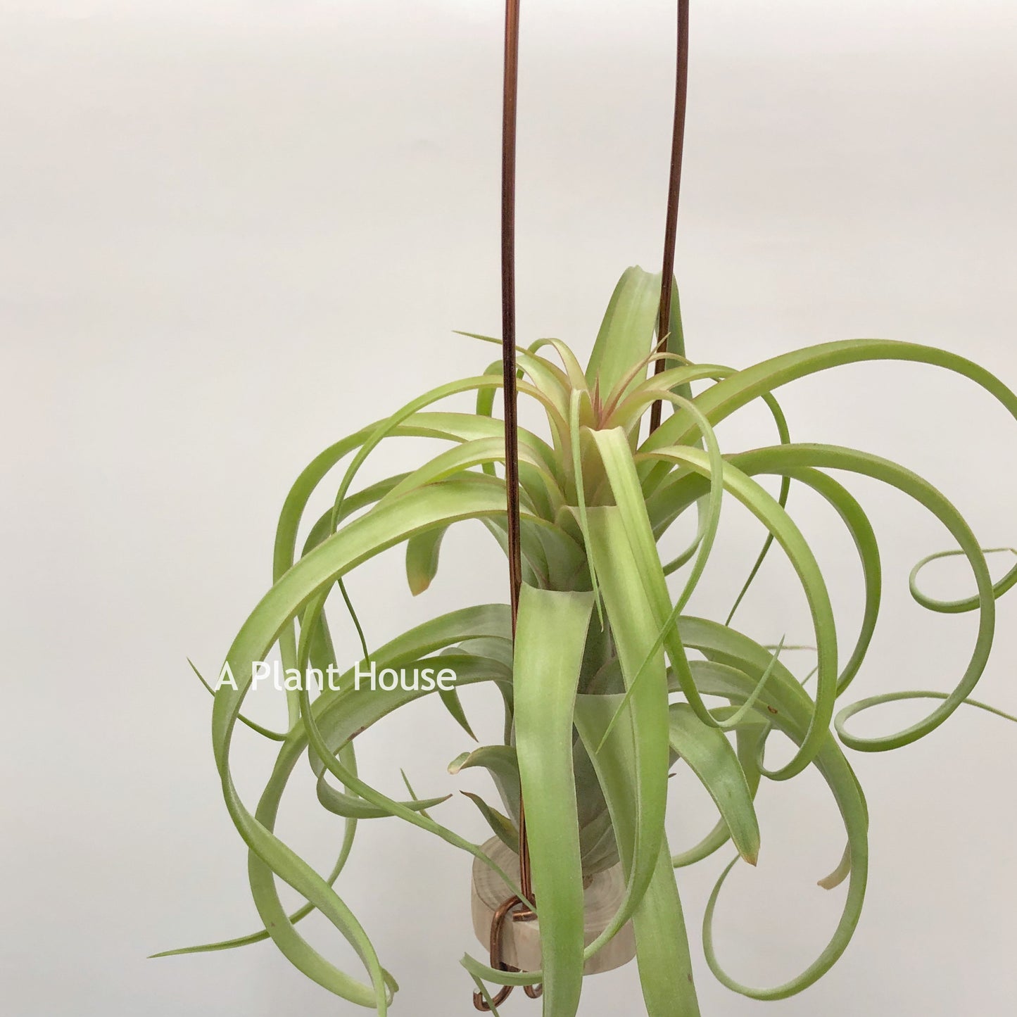 Tillandsia Bauple