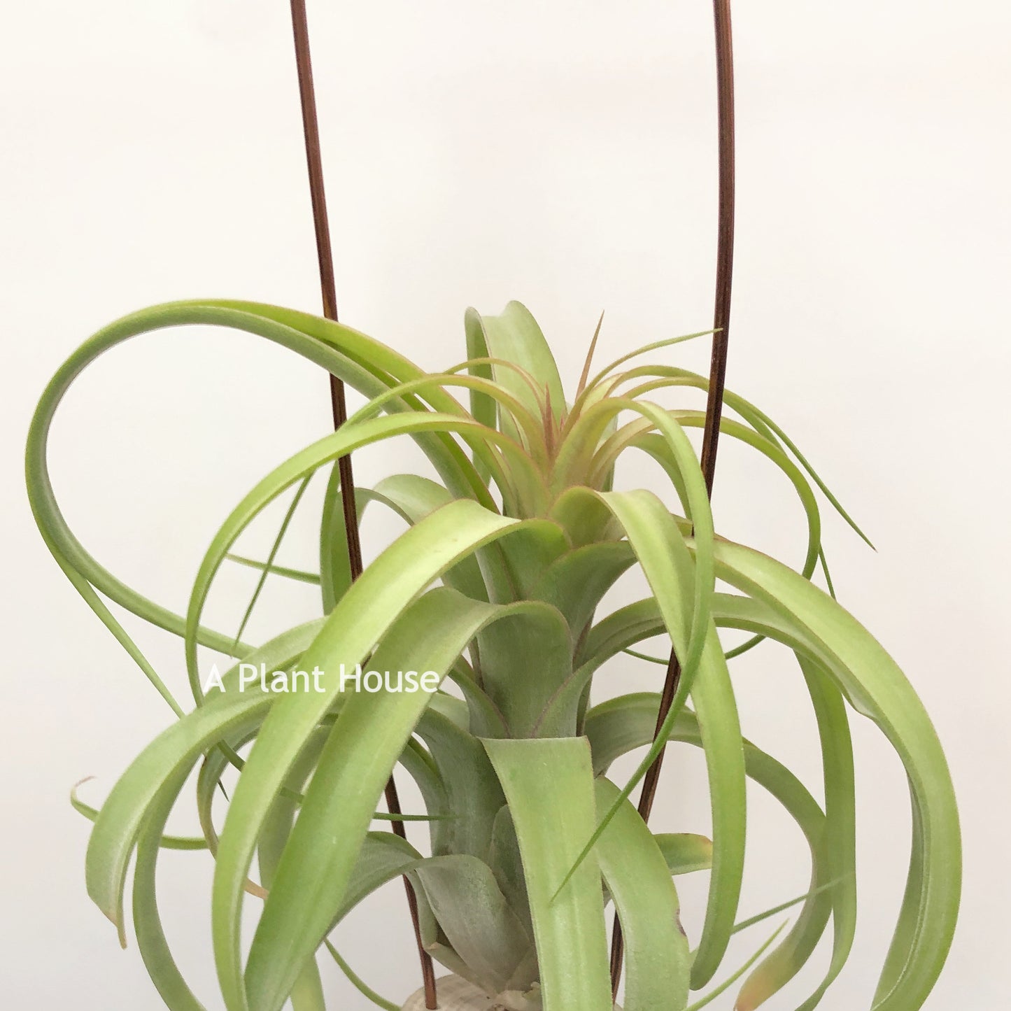 Tillandsia Bauple