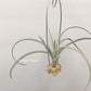 Tillandsia Wight Dragon