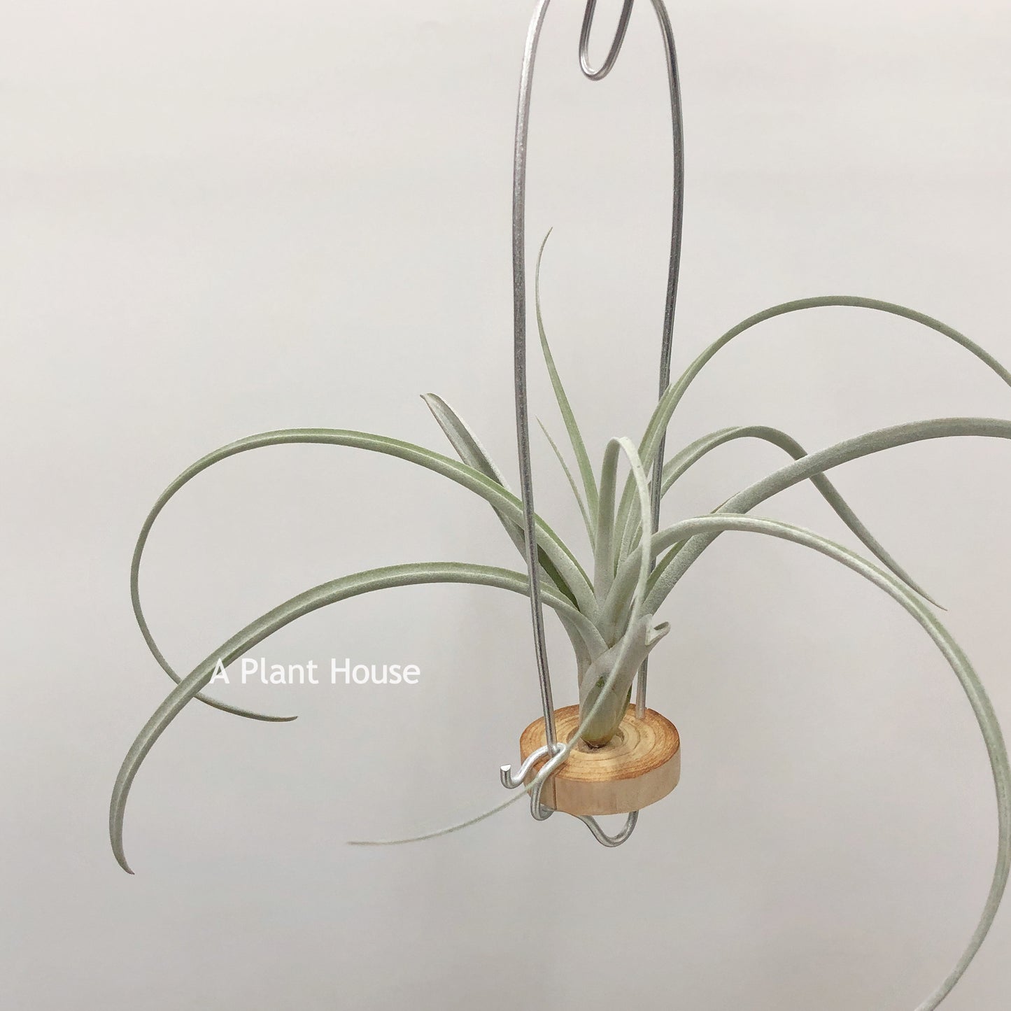 Tillandsia Wight Dragon