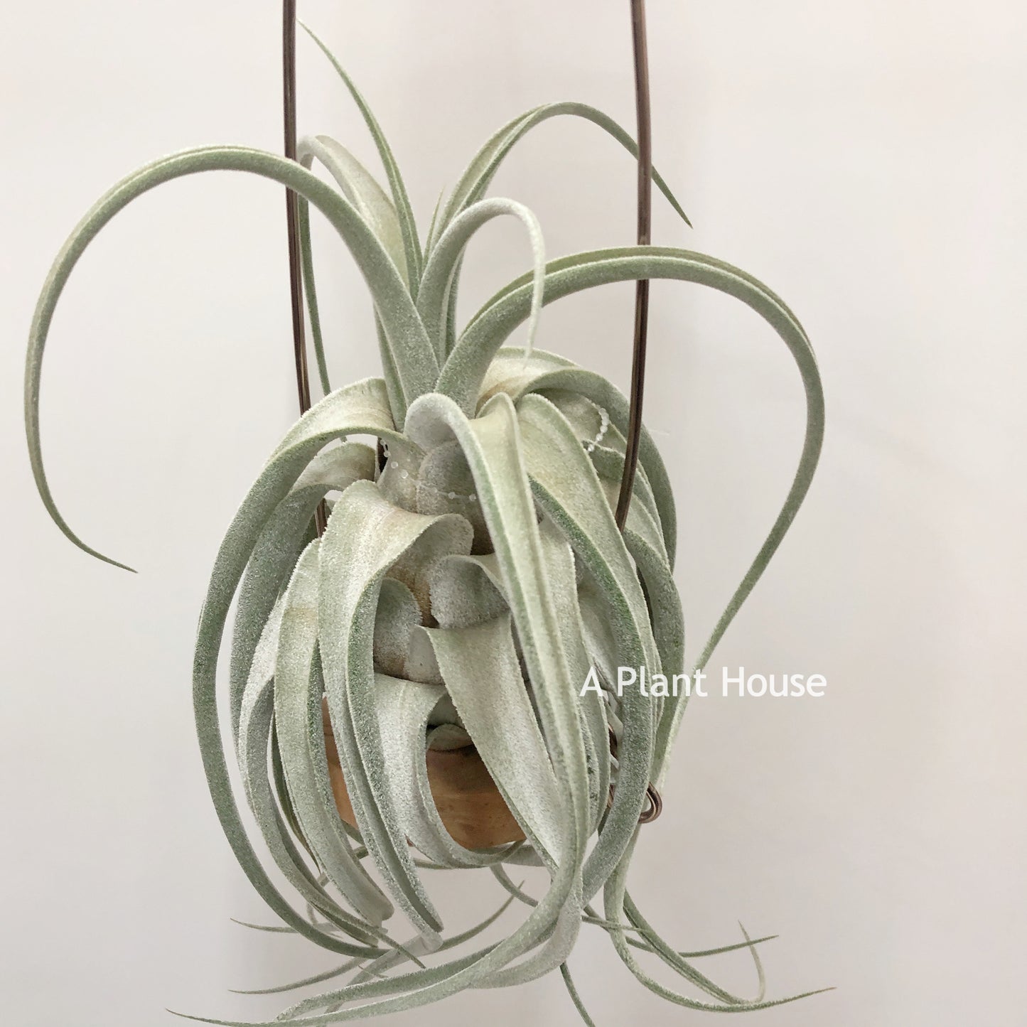 Tillandsia (Ehlersiana  x Seleriana) x Seleriana