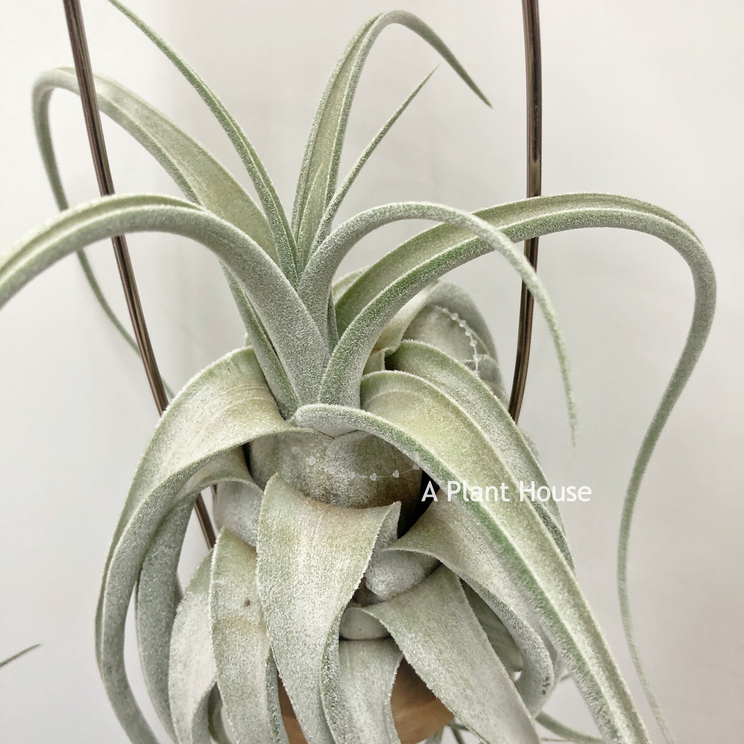 Tillandsia (Ehlersiana  x Seleriana) x Seleriana