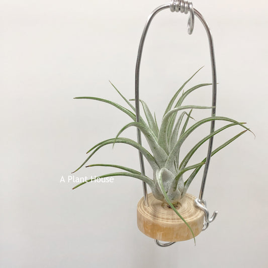 Tillandsia Seleriana x Streptophylla