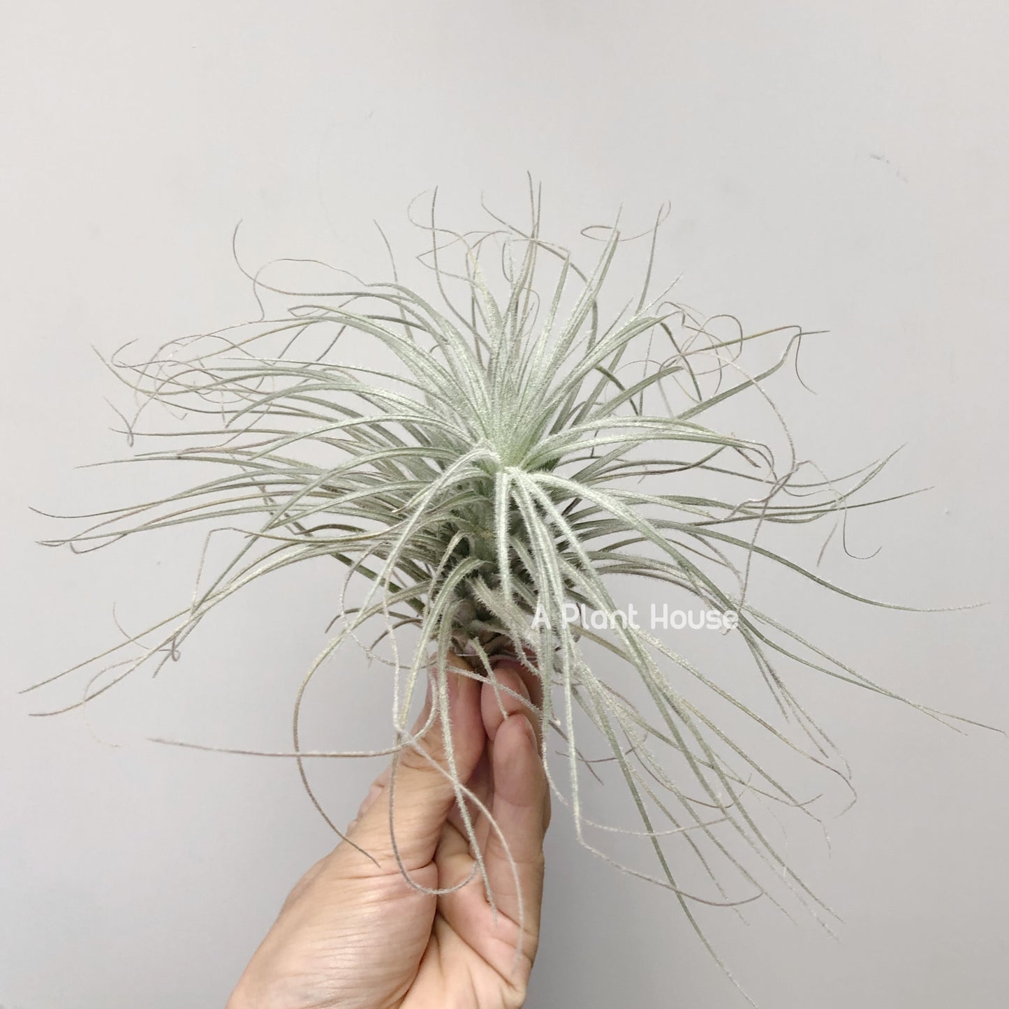 Tillandsia Tectorum Peru