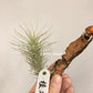 Tillandsia Heteromorpha V. Rauhii