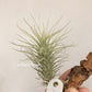 Tillandsia Heteromorpha V. Rauhii