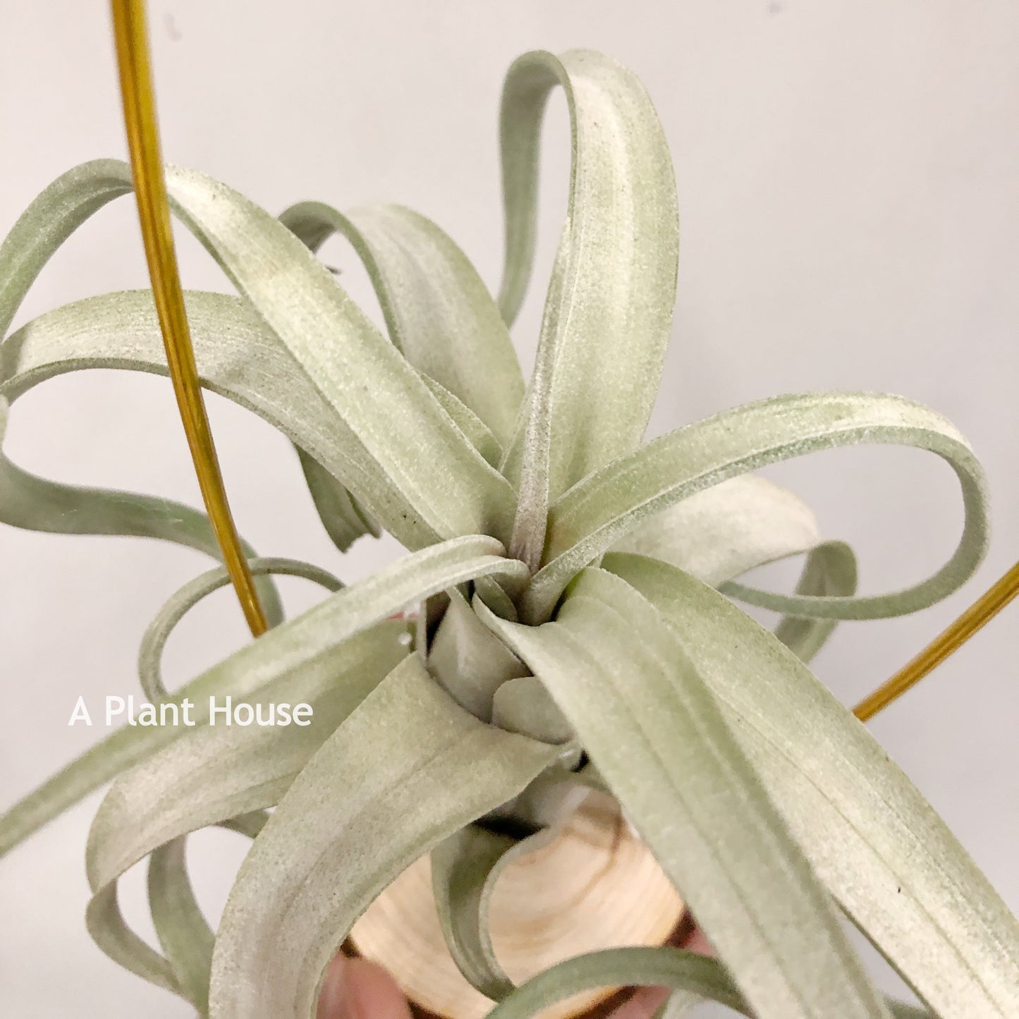 Tillandsia Streptophylla x Intermedia