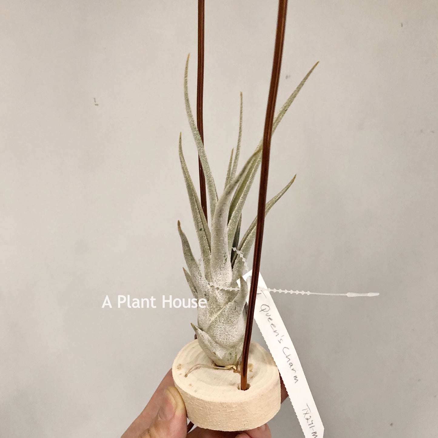 Tillandsia Queen's Charm