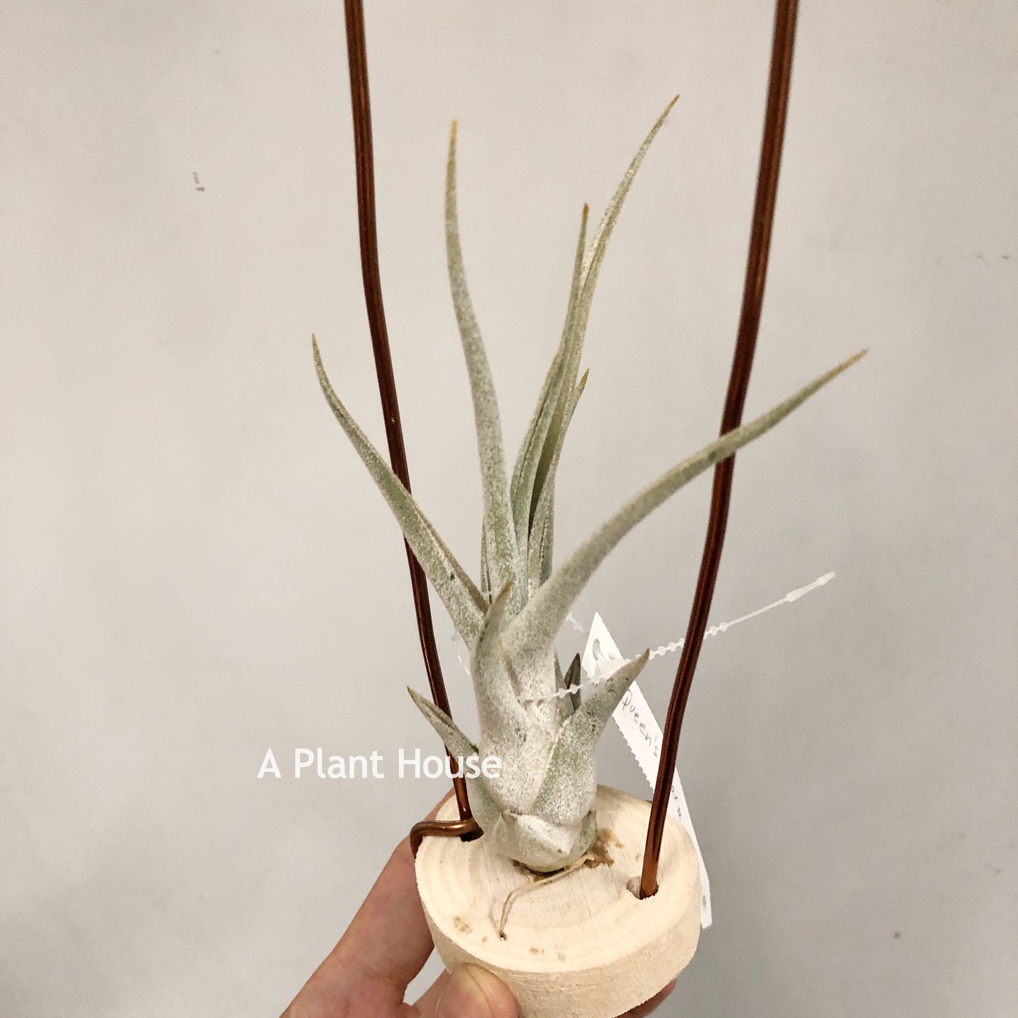 Tillandsia Queen's Charm