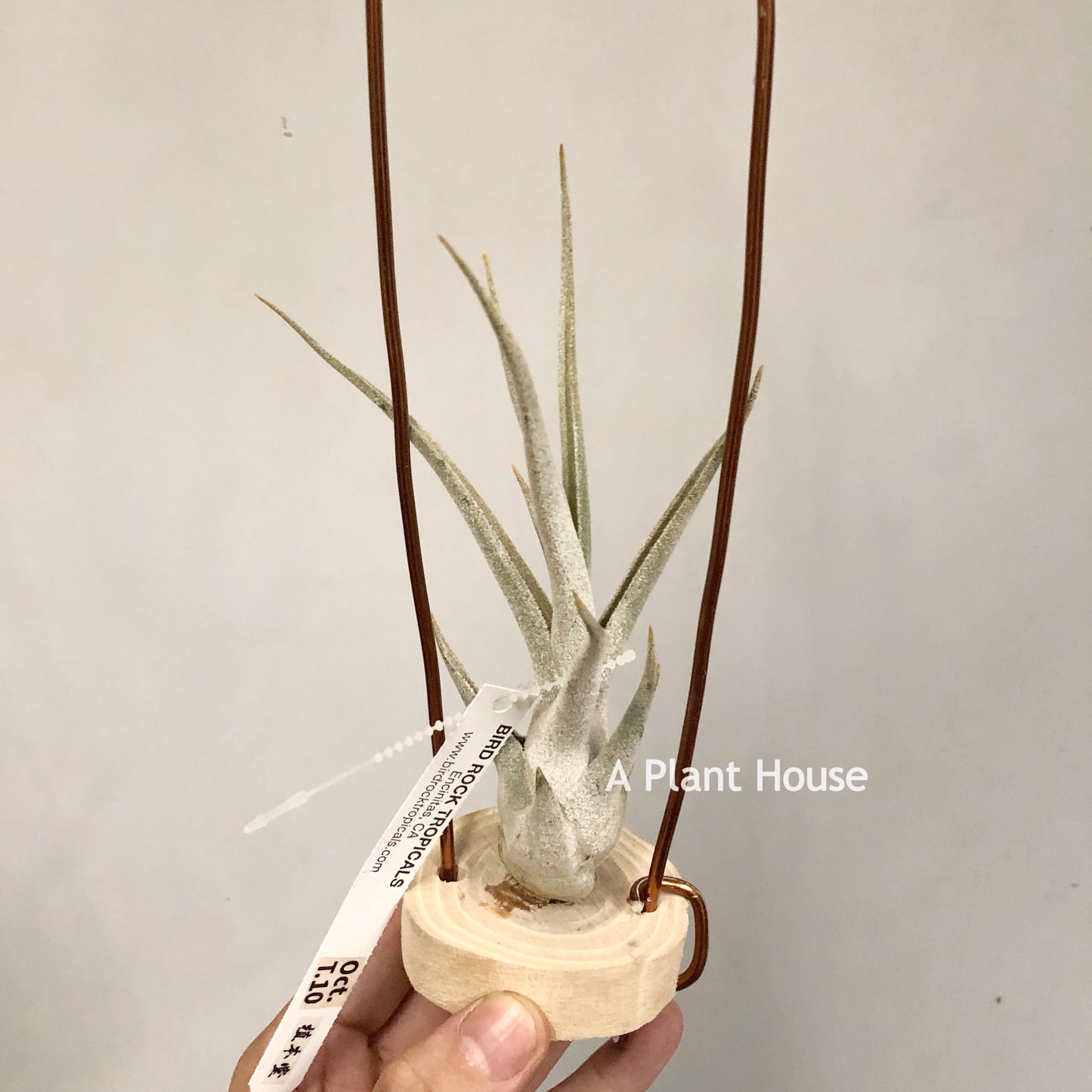 Tillandsia Queen's Charm