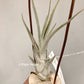 Tillandsia Queen's Charm