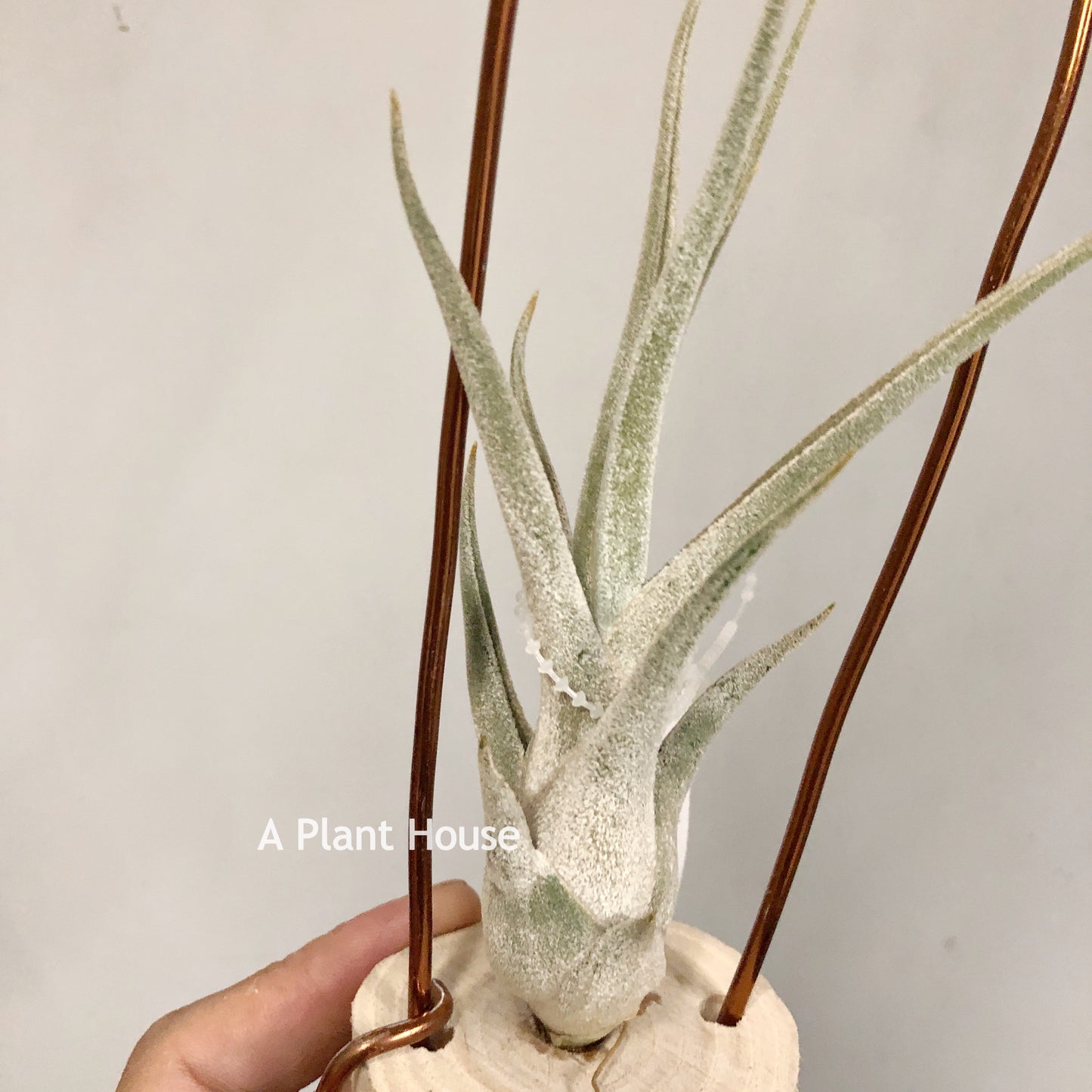 Tillandsia Queen's Charm