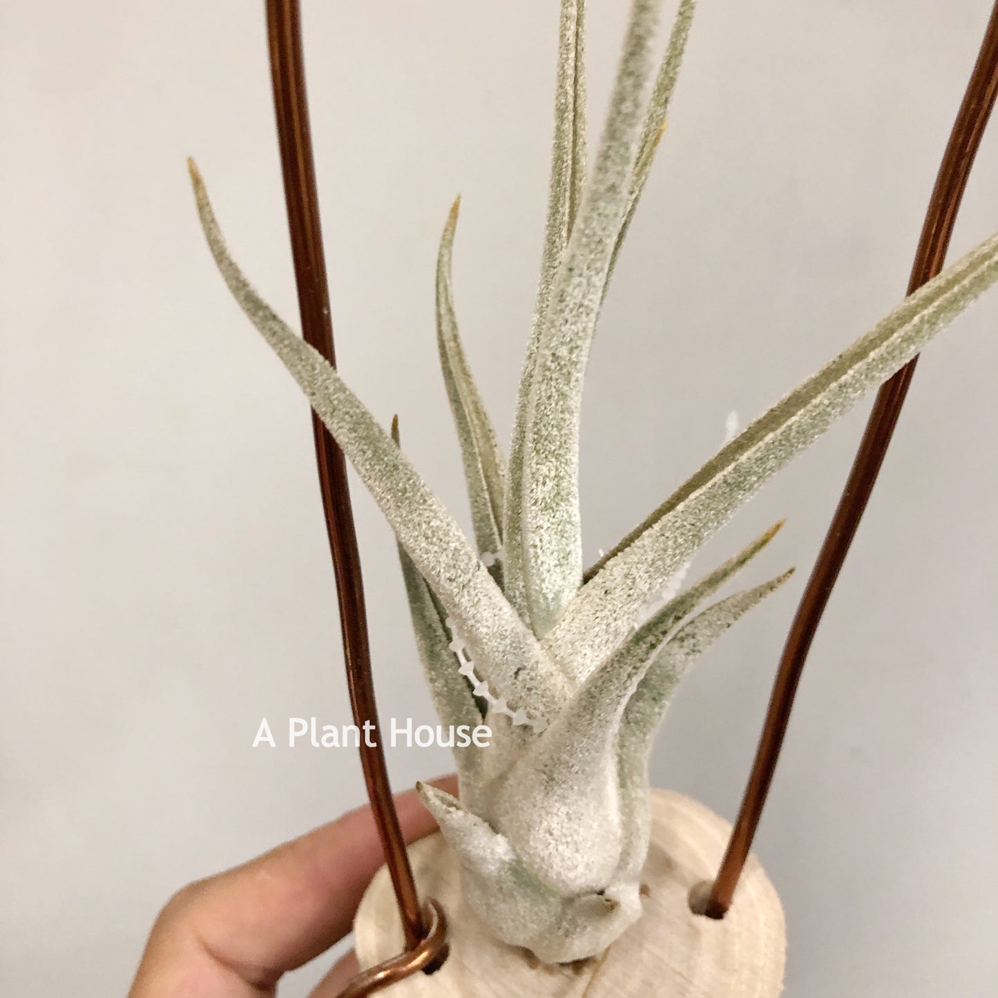 Tillandsia Queen's Charm