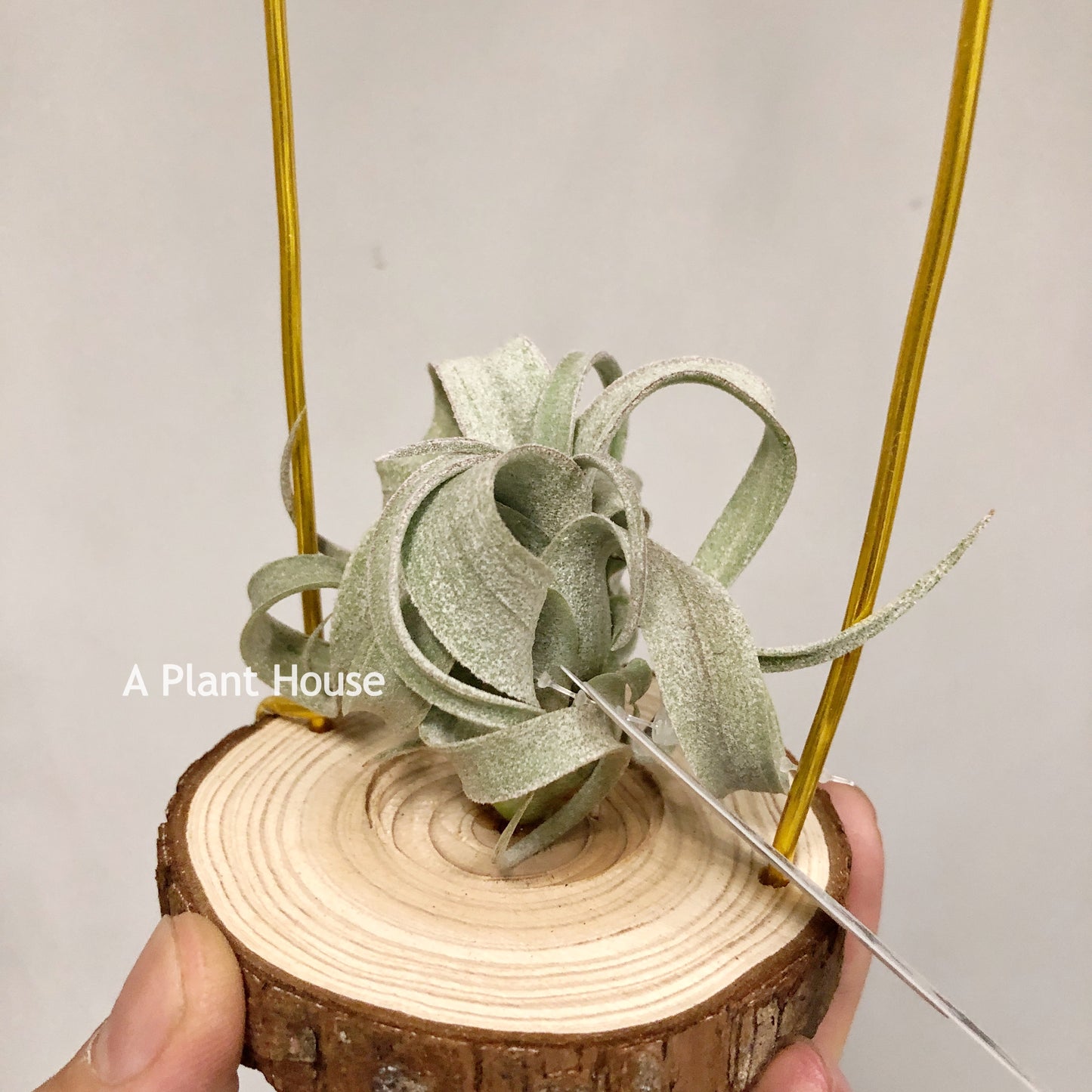 Tillandsia Wonder Of Wonders