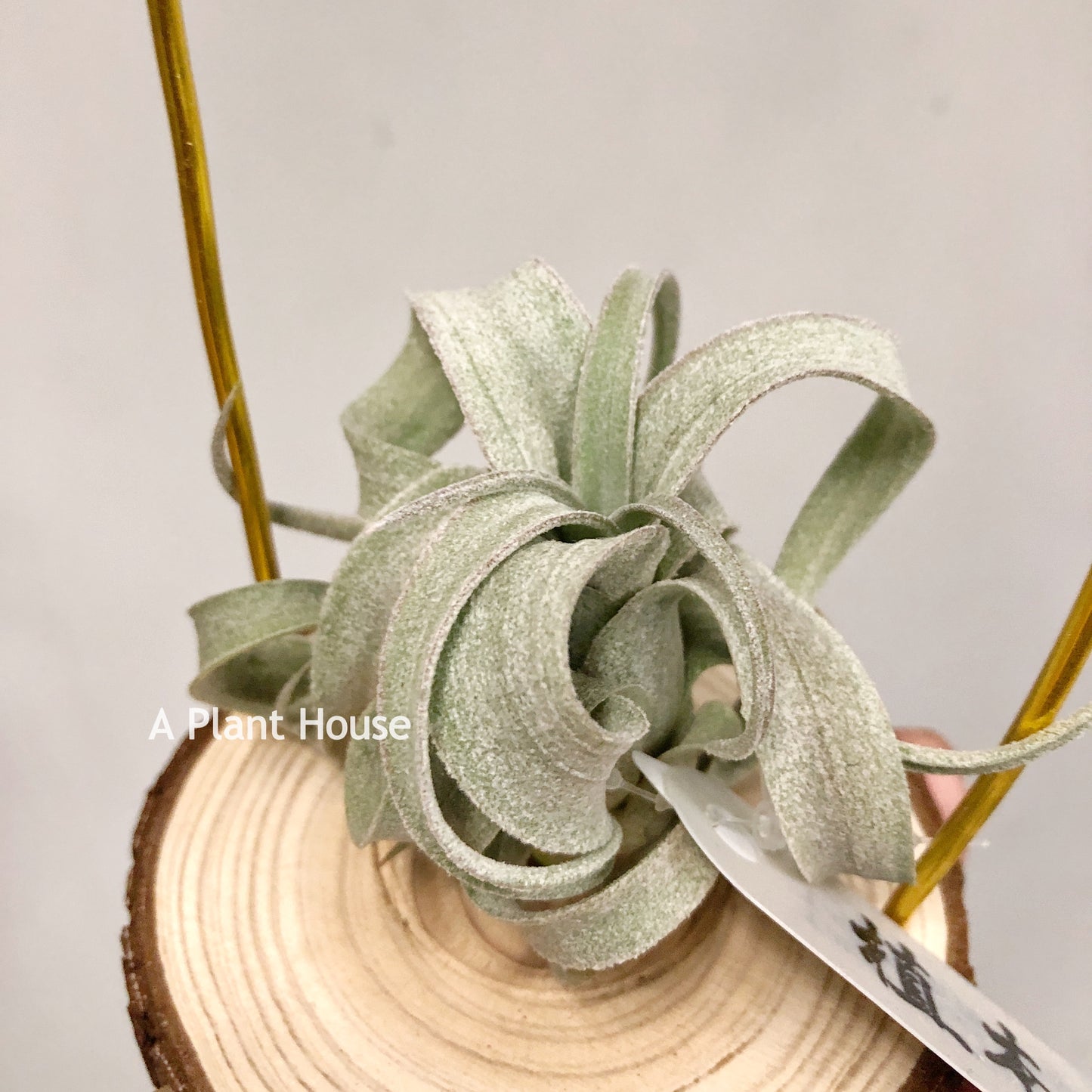 Tillandsia Wonder Of Wonders