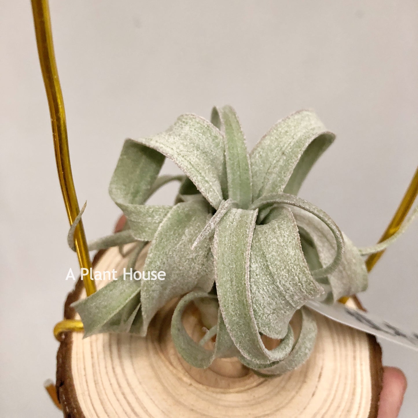 Tillandsia Wonder Of Wonders