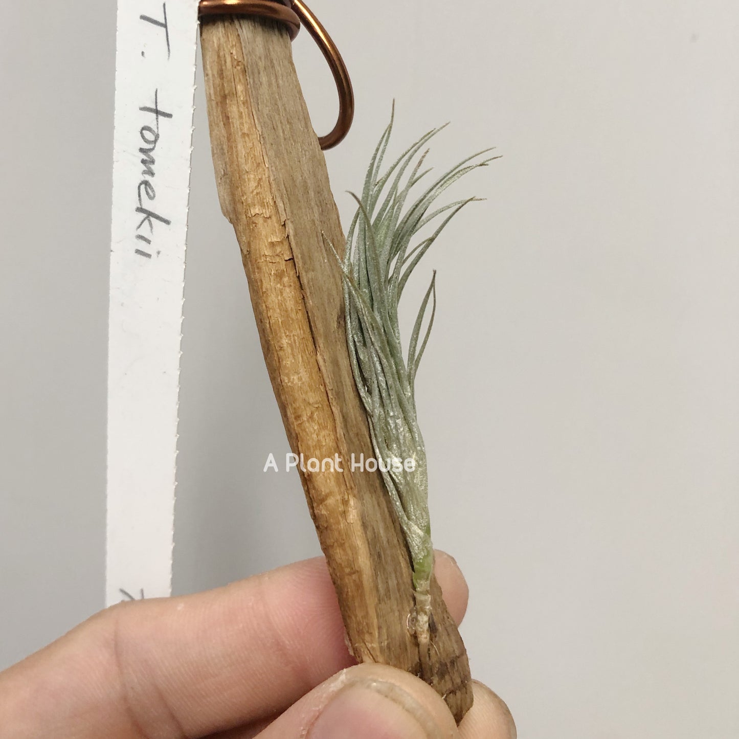 Tillandsia Tomekii