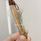 Tillandsia Tomekii