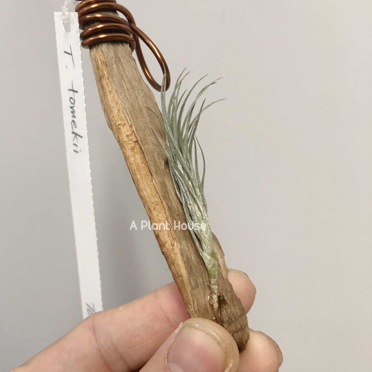 Tillandsia Tomekii