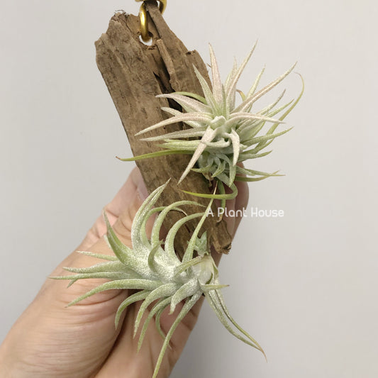 Tillandsia Vanhynigii