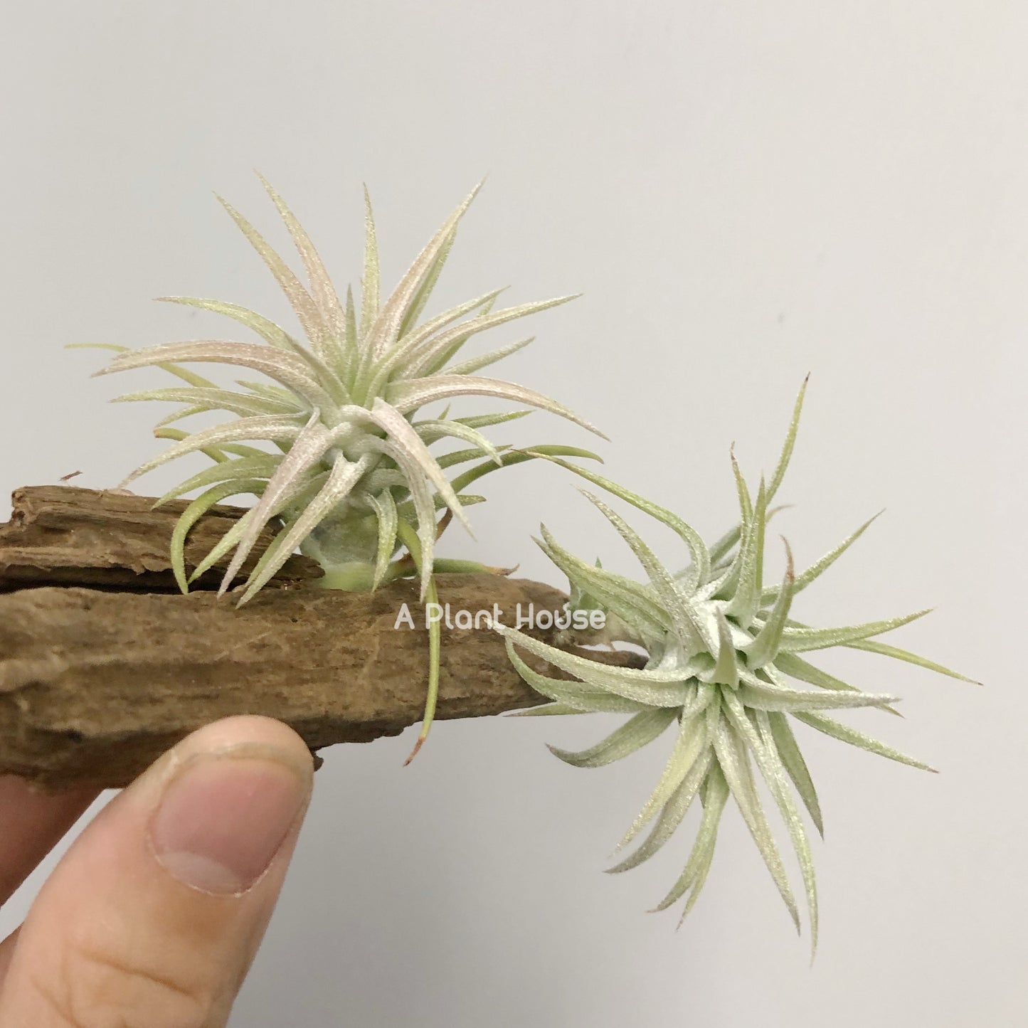 Tillandsia Vanhynigii