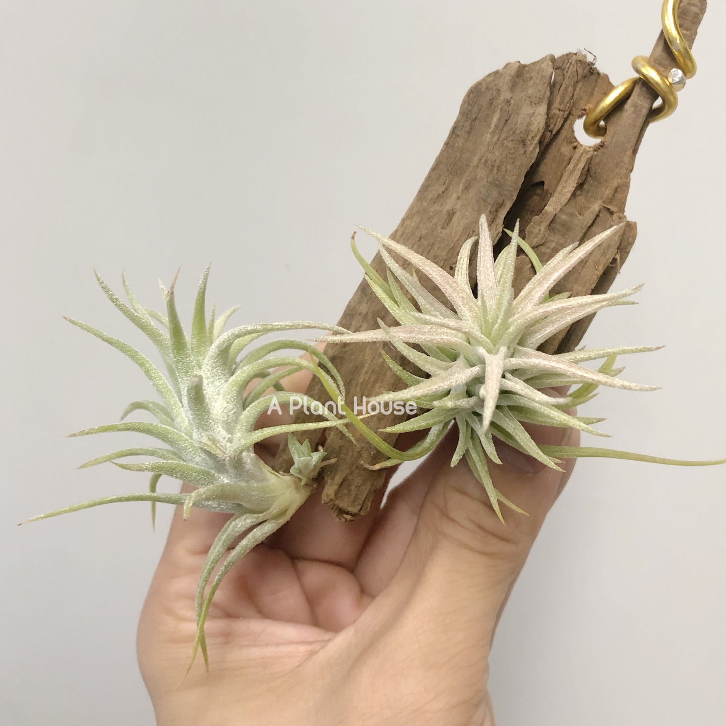 Tillandsia Vanhynigii