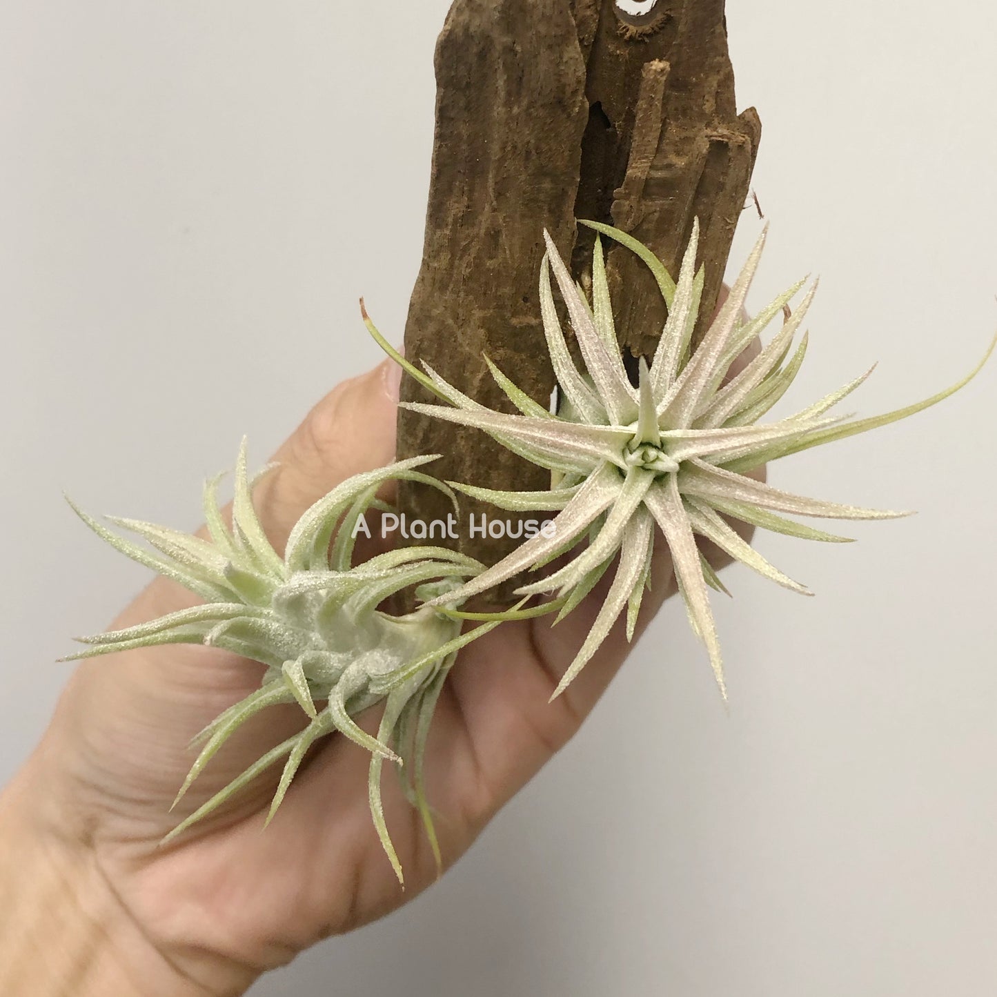 Tillandsia Vanhynigii