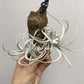 Tillandsia Mitlaensis V. Tulensis