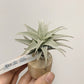 Tillandsia Edithae Dwarf Green Form