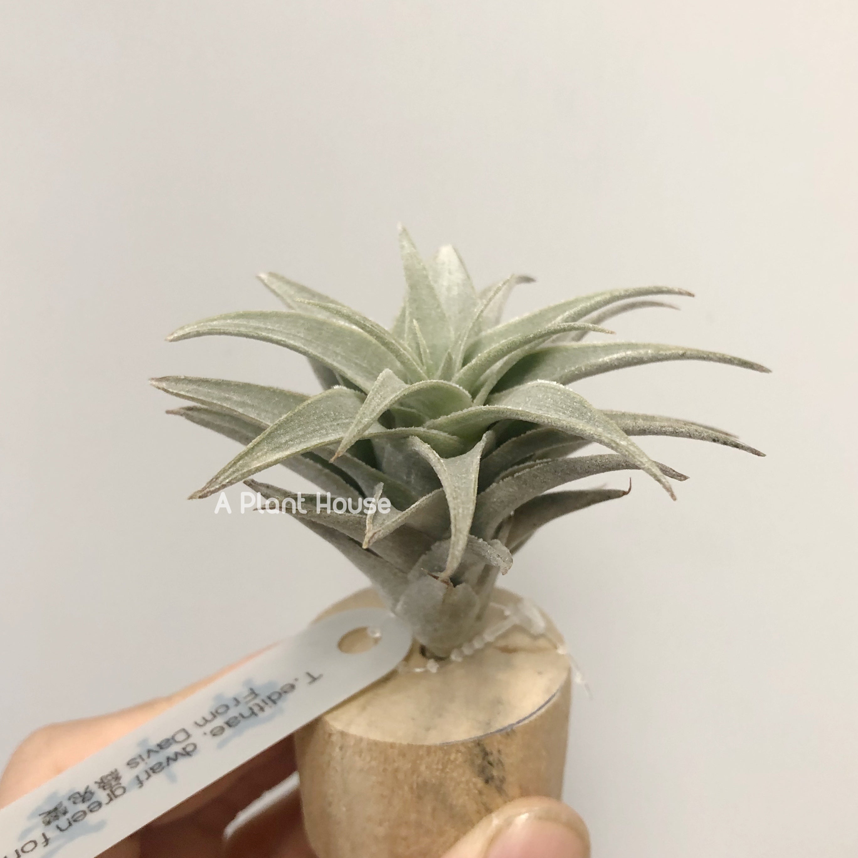 Tillandsia Edithae Dwarf Green Form – APlantHouse