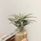 Tillandsia Edithae Dwarf Green Form