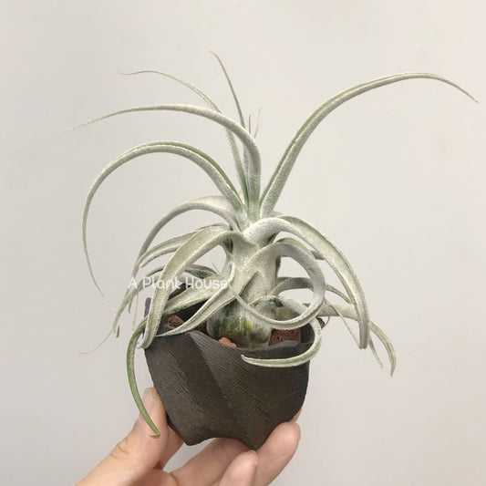 Tillandsia Joy